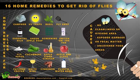 16 Home Remedies To Get Rid Of Flies Home Remedies