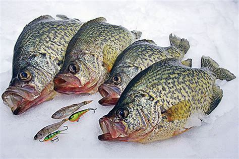 Best Ice Fishing Lures For Crappie 2021 Complete Round Up