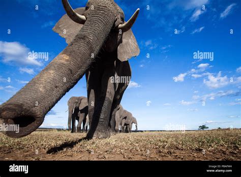 African Elephant Loxodonta Africana Sensing With Its Trunk Remote