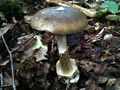 How To Tell The Difference Between Poisonous And Edible Mushrooms