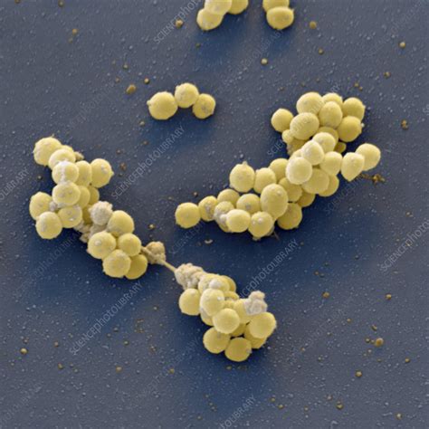 Staphylococcus Aureus Bacteria Sem Stock Image B2340153 Science