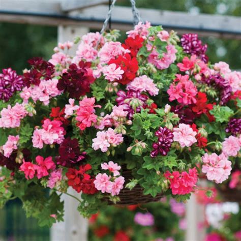 Trailing Geranium For Hanging Baskets Plants For Hanging Baskets