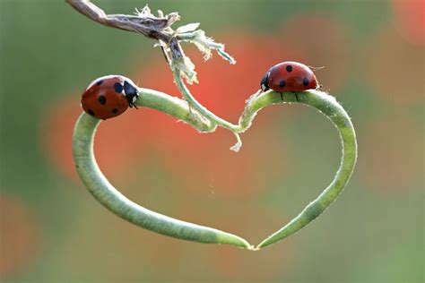 Untitled By ~lisans On Deviantart Heart In Nature Ladybug Mother Nature