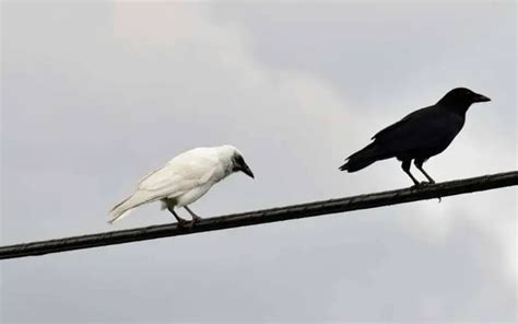 White Crow Symbolism And Meaning Dreams Healing Meaning Symbolism