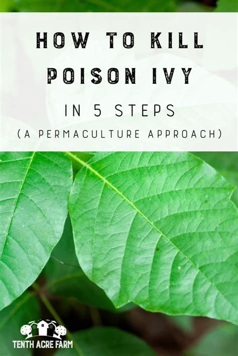 How To Kill Poison Ivy In 5 Steps Tenth Acre Farm