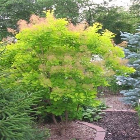 Rhus cotinus, the european smoketree, eurasian smoketree, smoke tree, smoke bush, venetian sumach, or dyer's sumach, is a species of flowering plant in the family anacardiaceae, native to a large area from southern europe. cotinus coggygria golden spirit | Garden shrubs, Shrubs ...
