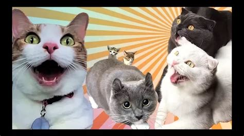Gatos Engraçados 3 Youtube