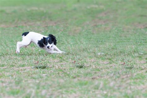 The Cheerful Dog Joyfully Runs On A Grass Stock Image Image Of