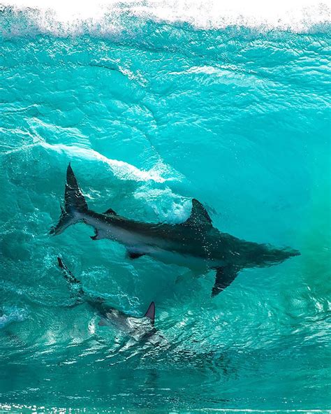 Picture Of Two Sharks In A Glassy Wave Goes Viral Our Funny Little Site