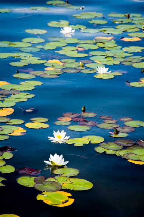 Lilies In The Lake Hd Photo By Blaz Erzetic Erzetichcom On
