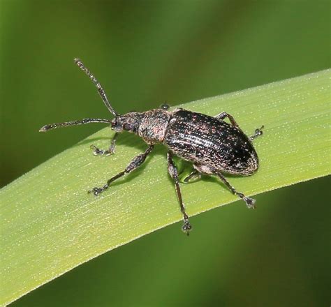 Слоник листовой грушевый Phyllobius Pyri Picture Insect