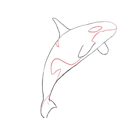 How To Draw A Killer Whale For Kids Draw The Beginning Of The Head