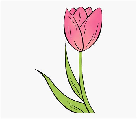 How To Draw Tulip Easy Tulip Flower Drawing Hd Png Download