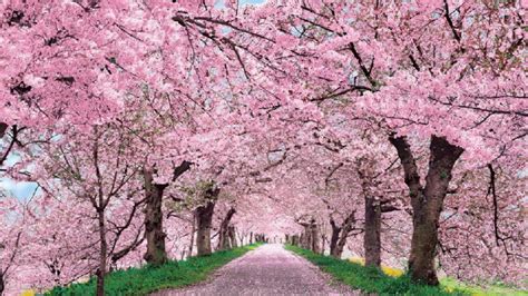 Cherry Blossom Season In Japan