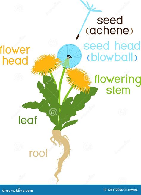 Parts Of Plant Morphology Of Dandelion With Leaves Flowers Root And