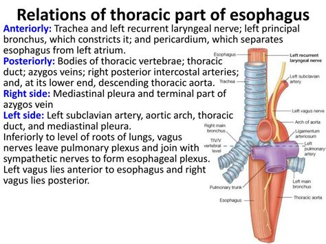 Ppt Thymus Trachea And Oesophagus Powerpoint Presentation Free