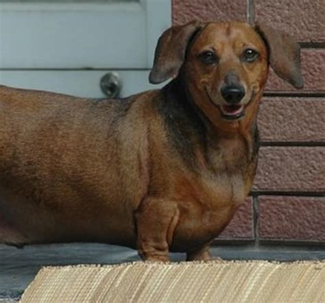 Five Fat Dog Breeds Pethelpful