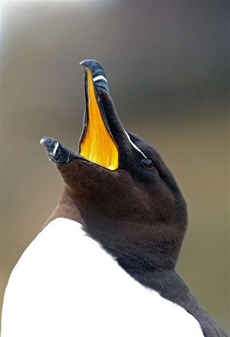 Hd Wallpaper Razorbill Penguin With Open Mouth Bird Beak Nature