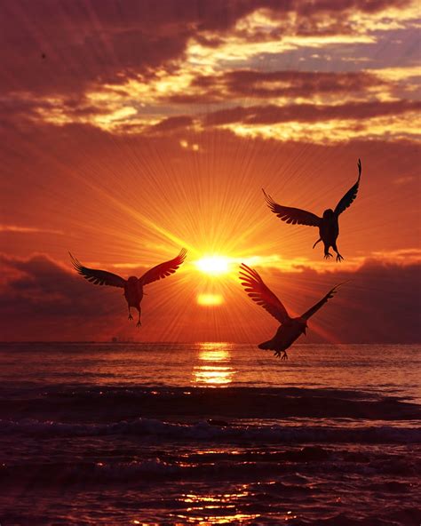 Sunset Wallpaper Birds Flying Vlrengbr