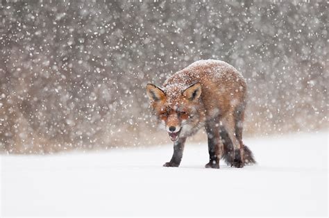 Vossen In De Sneeuw Natuurfotografie Door Ed Stam