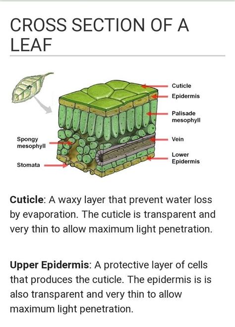 What Are The Parts In A Cross Section Of A Leaf And What Are Their