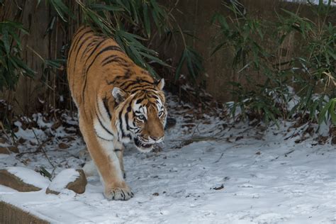New Amur Tiger Debuts At The Smithsonians National Zoo Smithsonians