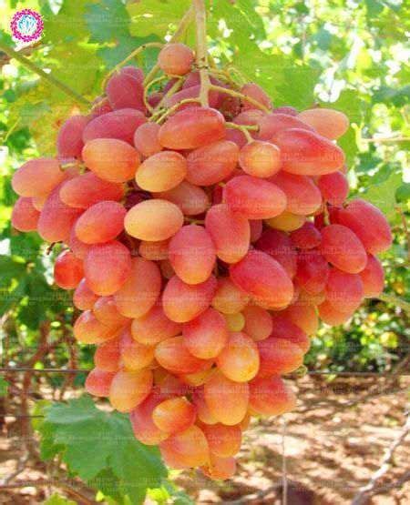 50pcs Rare Colour Grape Seeds Healthy And Organic Fruit Seeds Natural