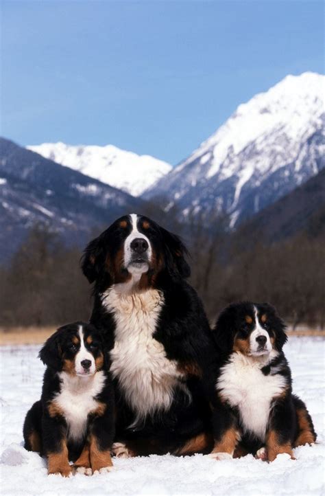 Pin By Enee On Just Bernese Mountain Dogs Burmese Mountain Dogs