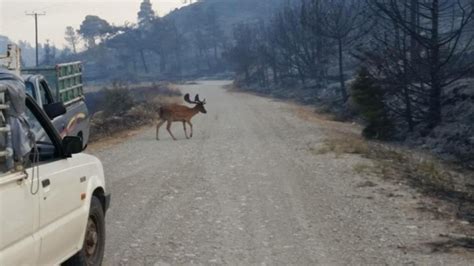 Ανεξέλεγκτη είναι, σύμφωνα με τοπικά μέσα ενημέρωσης της ρόδου, η πυρκαγιά που ξέσπασε σήμερα το μεσημέρι, μεταξύ των κοινοτήτων. Θλιβερή εικόνα από τη φωτιά στη Ρόδο: Τρομαγμένο ελάφι ...