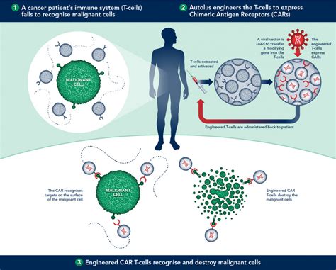 Car T Cell Immunotherapy Visually