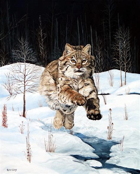 Bobcat On The Move Painting By Patti Gilley Fine Art America