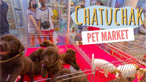 4k Chatuchak Pet Market จตุจักร ตลาดปลา สัตว์เลี้ยง Biggest Pet
