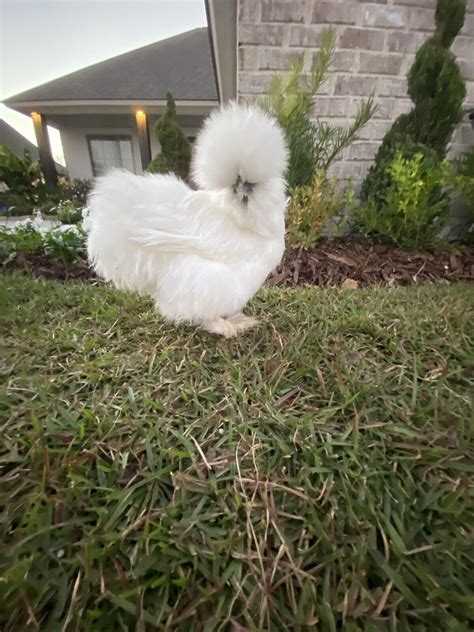 Show Quality Silkie Chicken Fertile Hatching Eggs All Colors Bearded