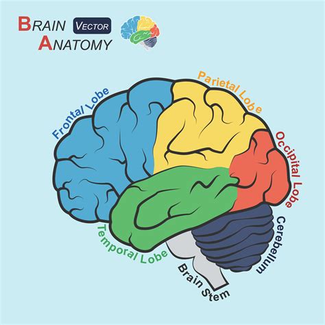 Brain Anatomy Flat Design Frontal Lobe Temporal Lobe Parietal Lobe Occipital Lobe