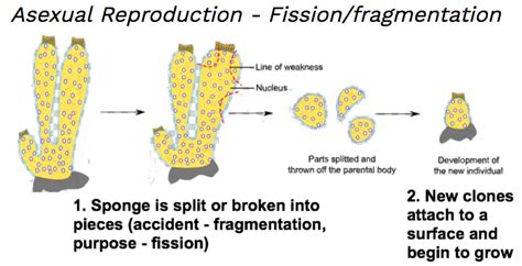 Describe The Process Of Sexual Reproduction In Sponges