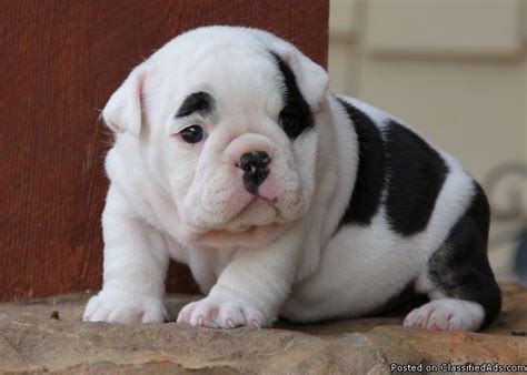 However, there are french bulldogs, olde english bulldogs, english bulldogs and the rare alapaha blue blood bulldog. Healthy paid of english bulldog puppies for adoption for ...