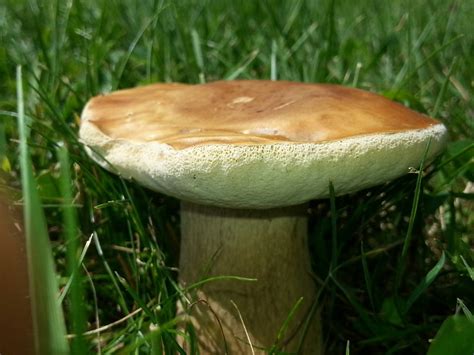 Boletus Edulis Mushroom Hunting And Identification