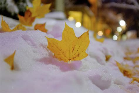 Fall Leaves On A Snow Covered Sidewalk Photograph By Doug Ash Fine