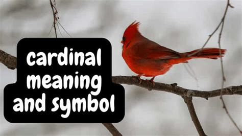 What Does Red Cardinal Meaning And Symbol