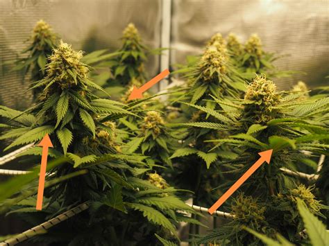 Removing Fan Leaves Growing In Between Buds Grow Question By Babajipaz Growdiaries