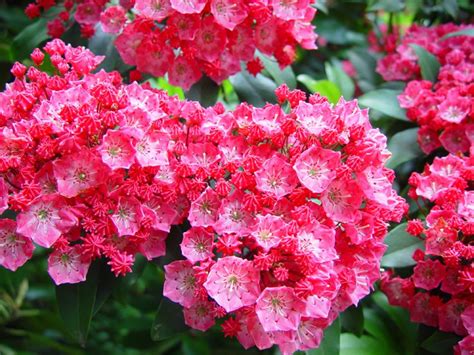 The flowers bloom in a bunch and hence it looks so beautiful to see thick bushed shrub. Pin by Clayshia A Willis on Gardening in shade (With ...