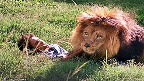 🔴lion Attacks Humans To Death In Zoo ️ Animal Real Fight Human 2017