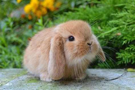 Pet Bunny Pet Rabbit Cute Little Animals Cute Babies Rabbit Art