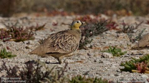 Crowned Sandgrouse Pterocles Coronatus Male Adult Hemi263019