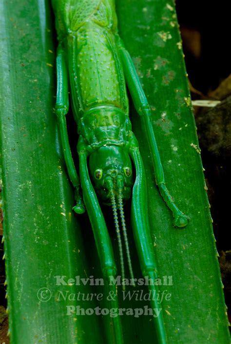 A Close Up Shot Of A Peppermint Stick Insectmegacrania Batesii