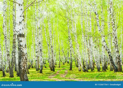 Birch In The Spring Forest Stock Photo Image Of Scenery Grow 112367754