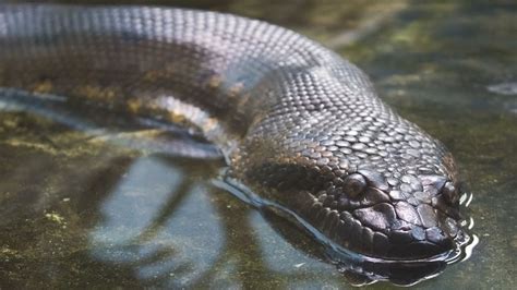 Fun Anaconda Facts Pet Snakes Youtube