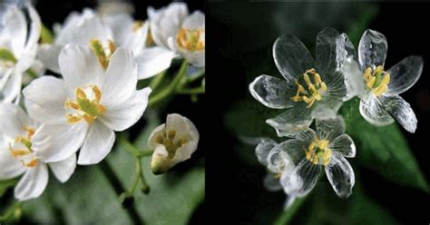 Skeleton Flowers Exist And The Petals Change Translucent When It Rains