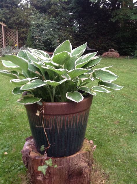 Large Pot Of Hostas Upload By Sylvia A Clarke Rustic Gardens Outdoor