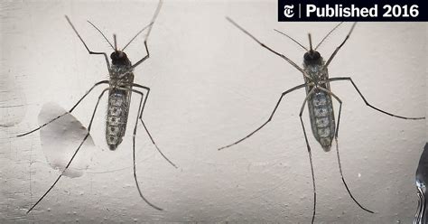 Cdc Investigating 14 New Reports Of Zika Transmission Through Sex